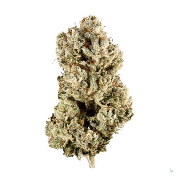 Gorilla Glue #41: Gassed Up & Glued Down
